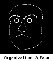 Organization of the face